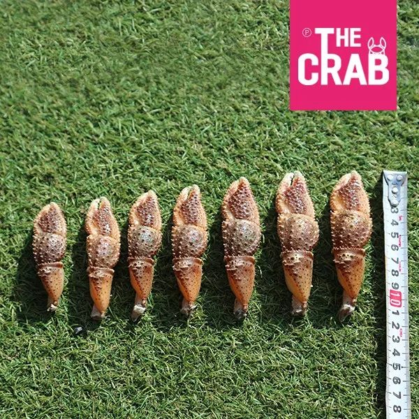 더꽃게 국내산 소라게발 1kg, 1개