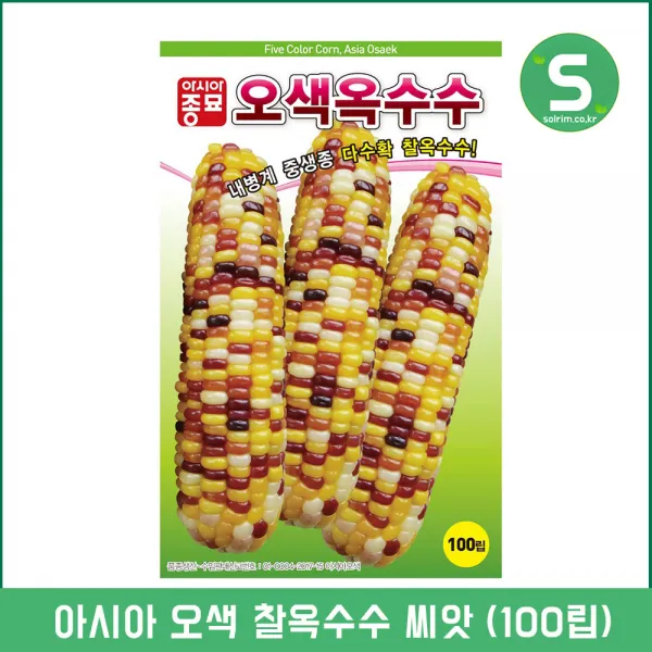 솔림텃밭몰 찰옥수수씨앗 100립 오색찰옥수수 옥수수씨앗종자