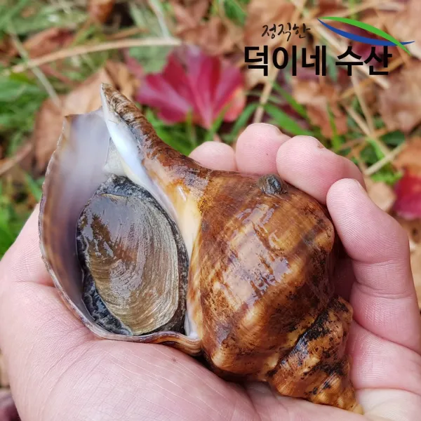 덕이네 100% 남해안 삐뚤이 소라 1k 특가판매 1개