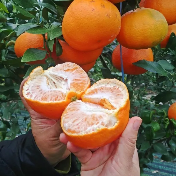 유진팡 제주 명품 레드향 벌크, 1박스, 3kg