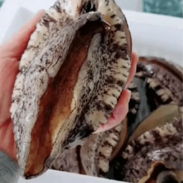 자연그대로 청정드림 전복, 1box, 1kg(6-7미) 특대전복 선물세트