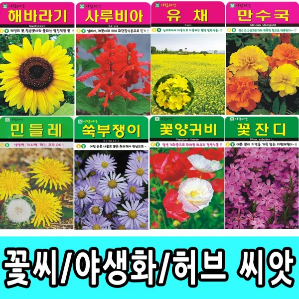 SN월드 씨앗 고급 꽃씨 (백일홍 채송화 코스모스 해바라기 금잔화 메리골드 등) 씨앗 꽃씨, 고급 - 과꽃(1000립)
