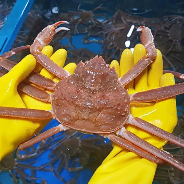 노을수산 영덕대게 박달홍게 수입대게, 1박스, 국산대게(몬난이) 2kg