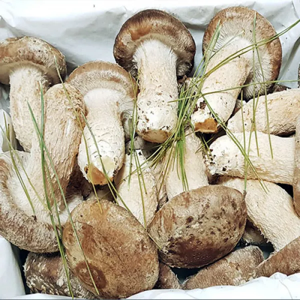 송향버섯 산지직송 특품(최고급)국내산 13시까지 주문시 내일도착(공휴일제외), 1박스, 최고급500g