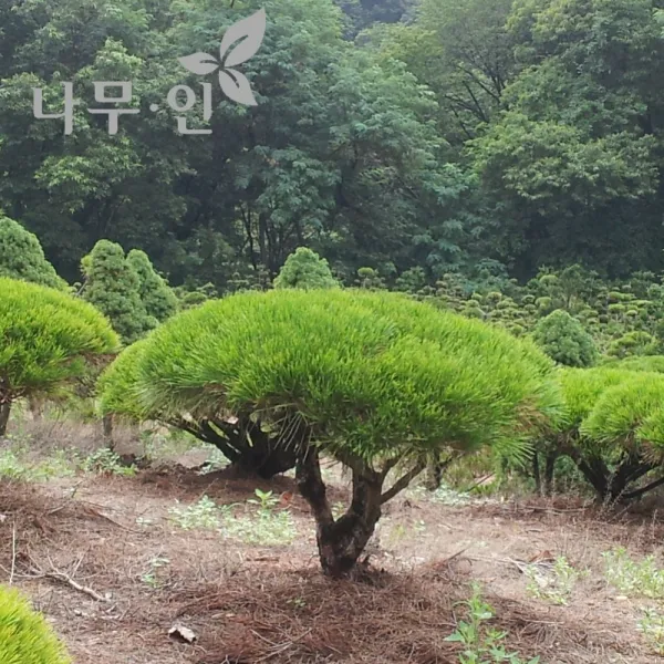 [나무인] 반송 둥근소나무 폭40cm 정원 공원 산소용