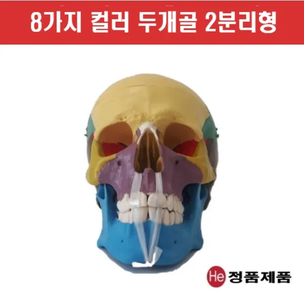 He 컬러표시 두개골 모형 C1002GG 국내배송 인체모형 머리모형 실습모형, 1개