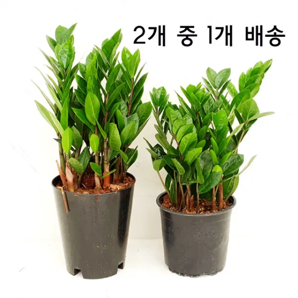  플라워앤곰 금전수 돈나무 1개 금전수 No.2