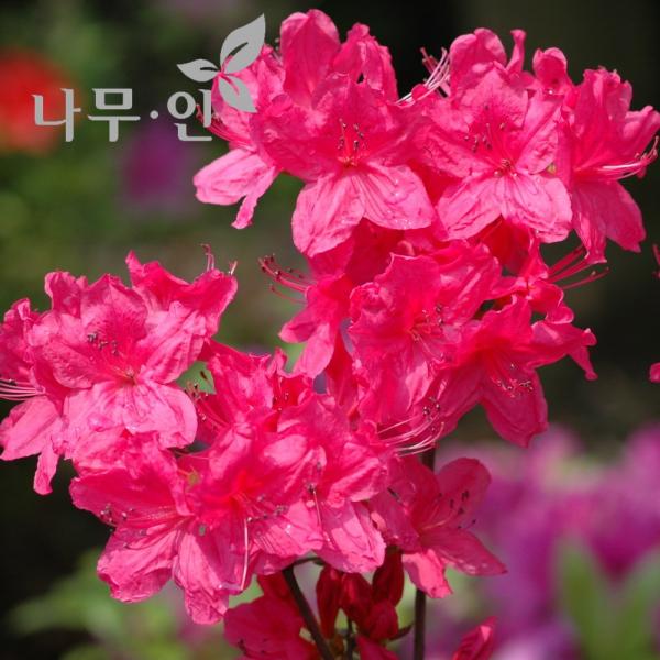 [나무인] 대왕철쭉 개화주 10그루