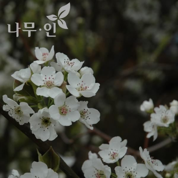 [나무인] 배나무묘목(신고)접목1년 2그루