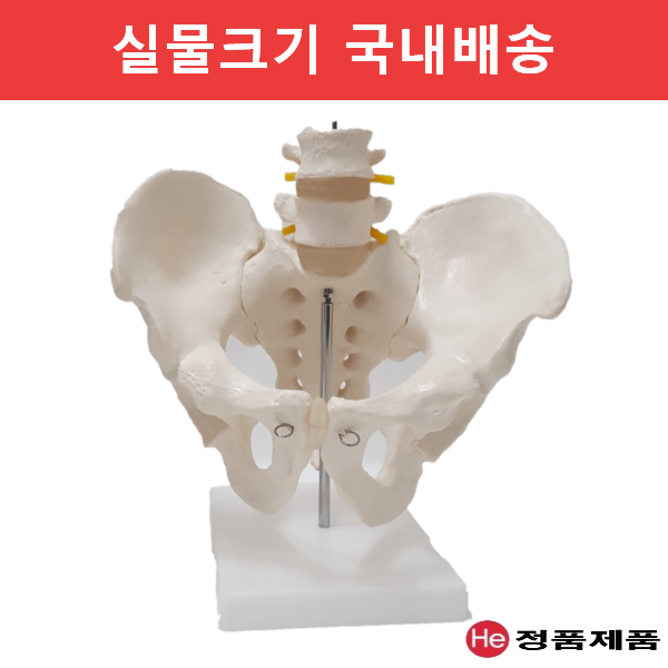 He 2마디 요추골반모형 2103gg 인체해부도 척골 요골 고관절 허리디스크 인체모형 1개