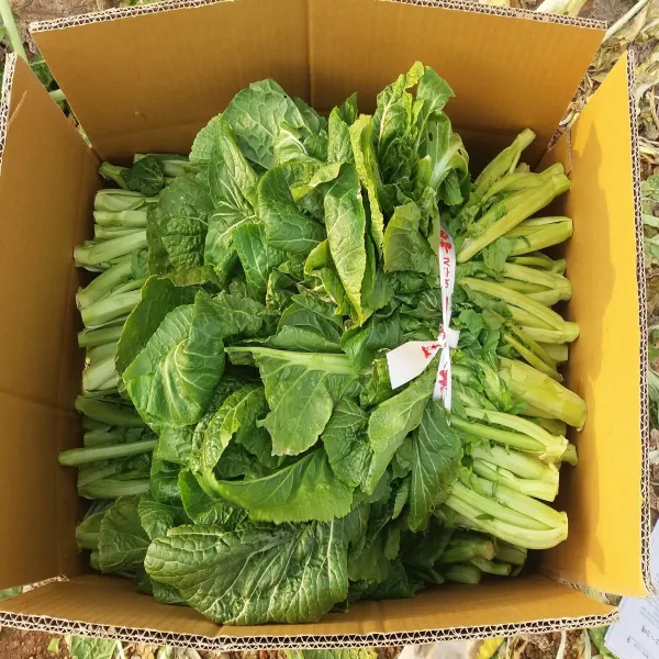 전라남도 여수시 돌산 돌산갓(생갓) 10kg, 1박스