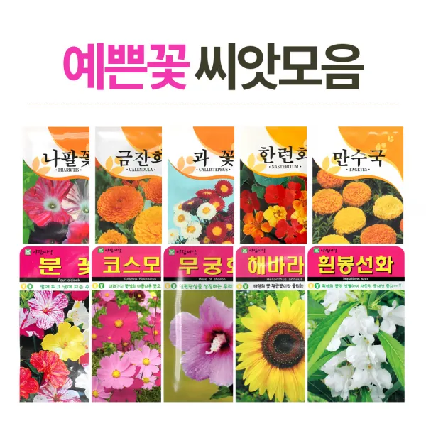 화분월드 고급 꽃씨, (고급꽃씨)만수국100립