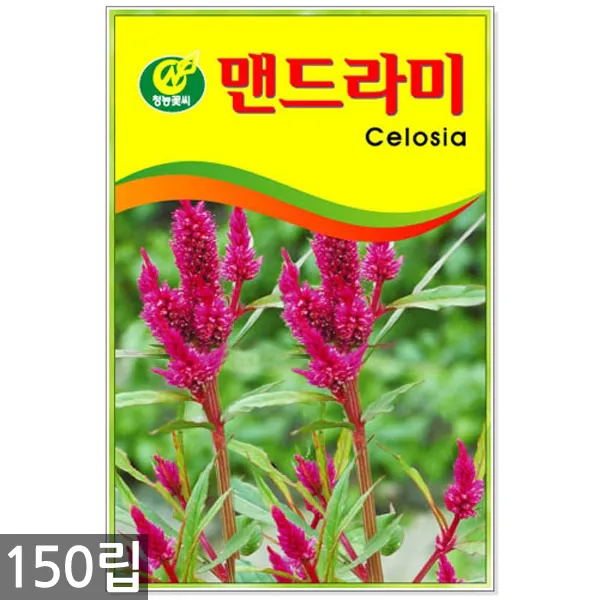 만수국 50립 - 금송화 금잔화 꽃씨 꽃씨앗 씨앗 씨 야생화씨앗 만수국씨앗, 09_청농_맨드라미(150립)