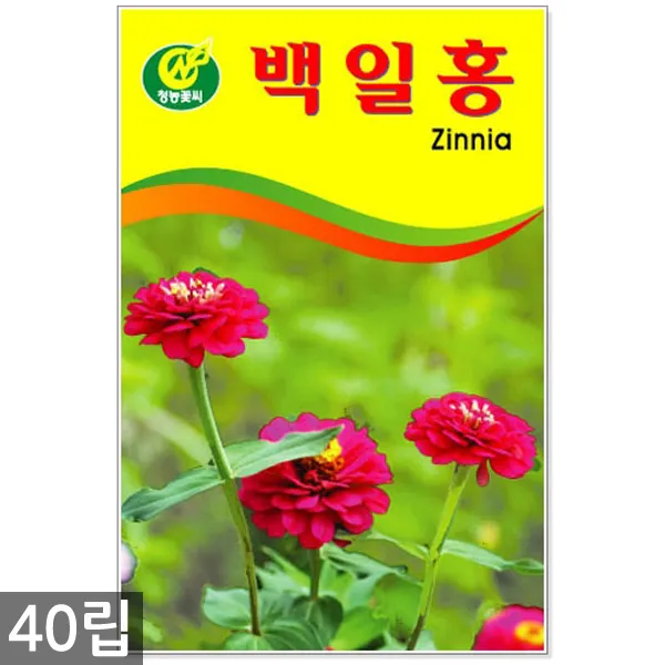 만수국 50립 - 금송화 금잔화 꽃씨 꽃씨앗 씨앗 씨 야생화씨앗 만수국씨앗, 10_청농_백일홍(40립)
