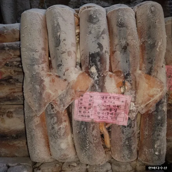 한바다수산 국내산 냉동오징어 8.5kg 선동오징어 1개 선동오징어 대