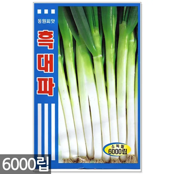 5종 모듬 치커리 씨앗 1500립 / 채소씨앗 채소씨 엔다이브 쌈채소씨앗, 10_흑대파(6000립)