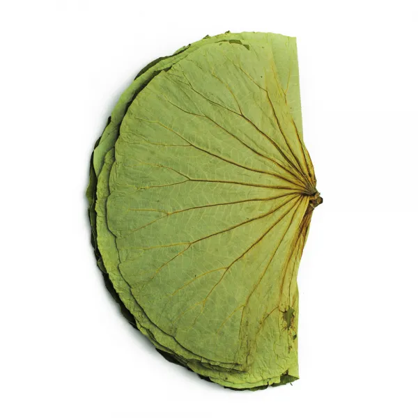 동광한방몰 연잎 말린 건 600g, 1팩