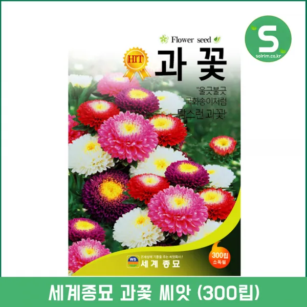 솔림텃밭몰 과꽃씨앗 300립 과꽃 꽃씨앗 국화과식물 조경 절화