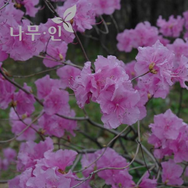 [나무인] 진달래 개화주 5그루