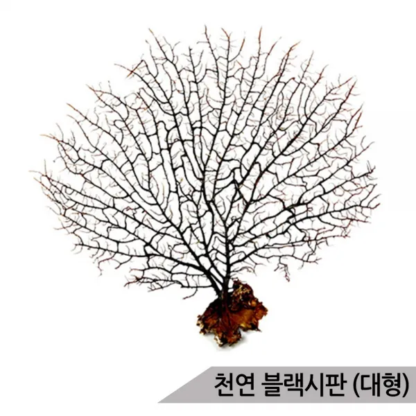 블랙시판(대)/바다산호초/25cm이상/소라게/어항장식