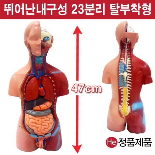 He 상반신모형 23분리남녀공용해부모형 6001JP 인체모형 소형 사람인체구조 아나토미 위모형 간모형 뇌모형 두개골 척추 인대 근육모형 인체해부도 척골 요골 전신모형 동인형 경혈인형 손모형 발모형, 1개