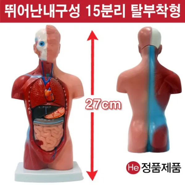 He 상반신모형 15분리해부모형 7001JP 인체모형 소형 사람인체구조 아나토미 위모형 간모형 뇌모형 두개골 척추 인대 근육모형 인체해부도 척골 요골 전신모형 동인형 경혈인형 손모형 발모형, 1개