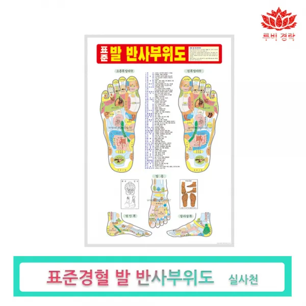 루비경락 경혈부위도, 발반사분포도, 1개
