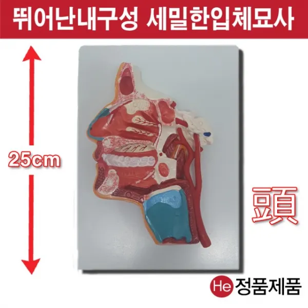 He 얼굴단면모형 근육포함 해부모형 3002JP 인체모형 소형 사람인체구조 아나토미 위모형 간모형 뇌모형 두개골 척추 인대 근육모형 인체해부도 척골 요골 전신모형 동인형 경혈인형 손모형 발모형, 1개