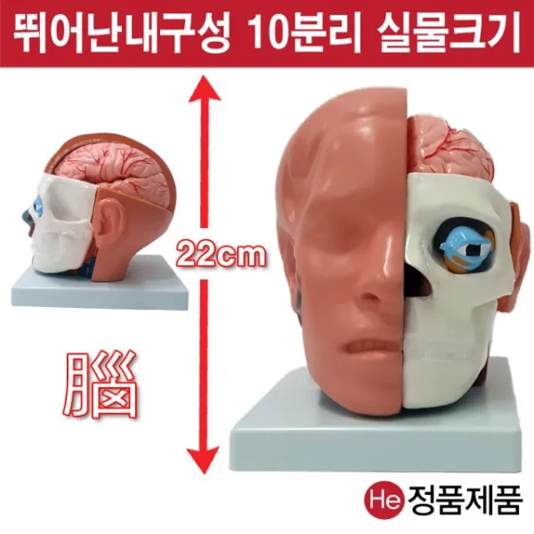 He 머리뇌모형 해부모형 1002JP 인체모형 소형 사람인체구조 아나토미 위모형 간모형 뇌모형 두개골 척추 인대 근육모형 인체해부도 척골 요골 전신모형 동인형 경혈인형 손모형 발모형, 1개