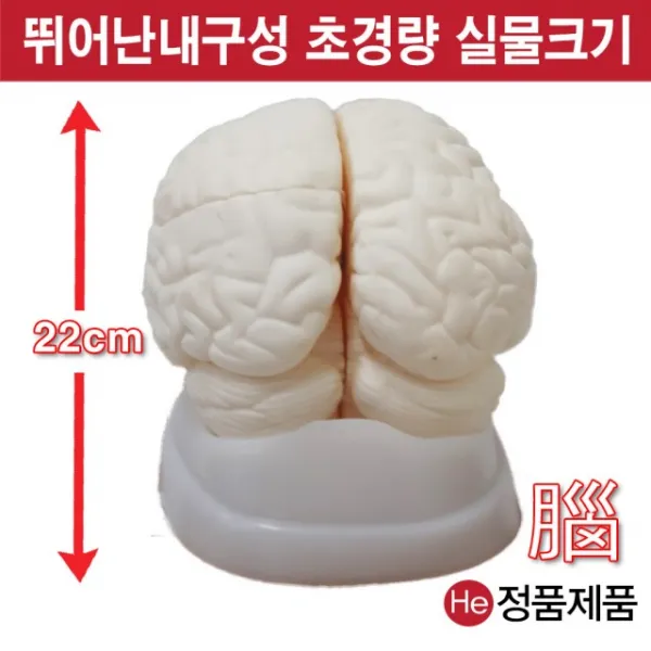 He 뇌모형 해부모형 4002JP 인체모형사람인체구조 아나토미 위모형 간모형 두개골 척추 인대 근육모형 인체해부도 척골 요골 전신모형 동인형 경혈인형 손모형 발모형 인체모형, 1개