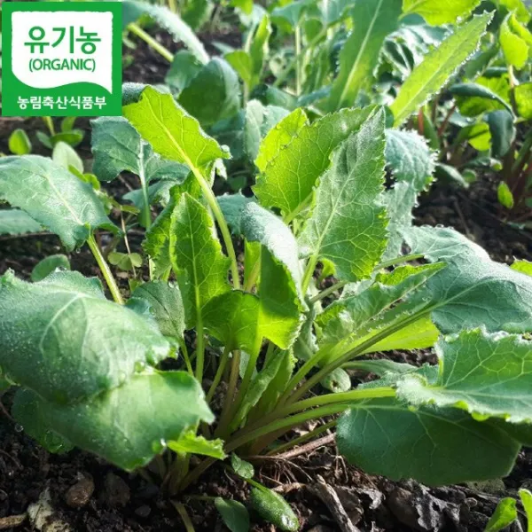 경남 고성 취나물 건취나물 생취나물 봄나물, 1box, 생취나물 1kg
