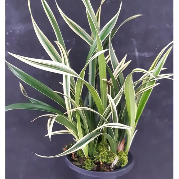 나라아트 난 천금 대 동양란 풍란 난화분