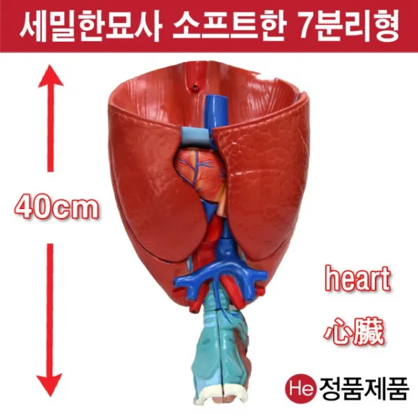 He 심장폐후두모형 7분리형 2배확대 해부모형 1003JP 인체모형 사람인체구조 아나토미 위모형 간모형 뇌모형 두개골 척추 인대 근육모형 인체해부도 척골 요골 전신모형 동인형 경혈인형 손모형 발모형, 1개