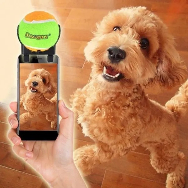 강아지애완견반동물애견사진셀카촬영보조기 잰 Xpwq + 3002멉껀 단품