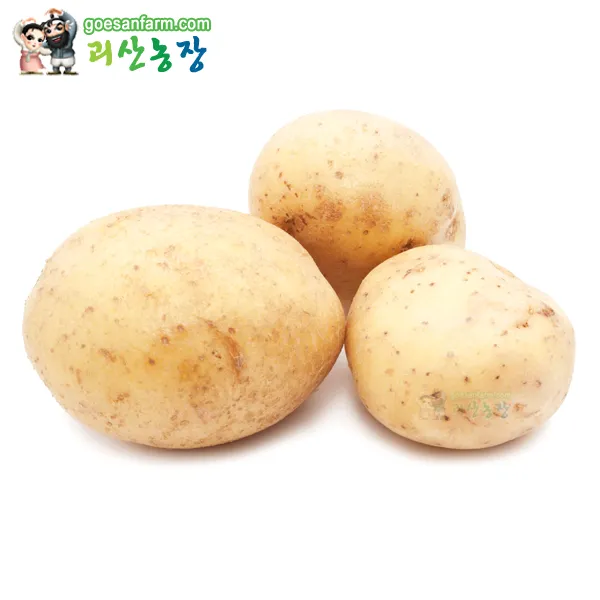 괴산 청정 수미감자 밭에서 바로 수확 발송 무선별, 2019년5월순차발송예약, 03_특대 5kg야구공전후