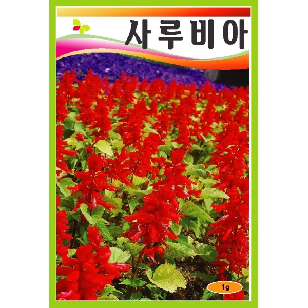 씨앗 살비아 일반종 1g