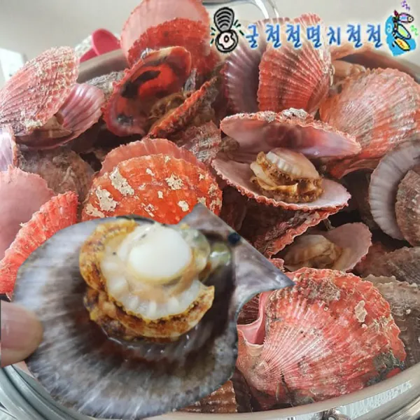 통영굴 석화굴 하프셀 가리비 무료배송 1박스 비단가리비1kg