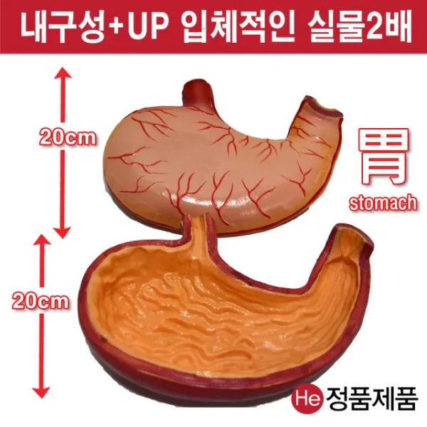 He 위해부모형 2004JP 인체모형 사람인체구조 아나토미 위모형 간모형 뇌모형 두개골 척추 인대 근육모형 인체해부도 척골 요골 전신모형 동인형 경혈인형 손모형 발모형, 1개