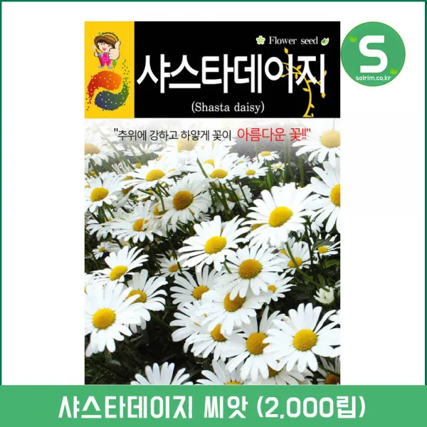 샤스타데이지씨앗 2000립 꽃씨앗 꽃씨 흰색꽃