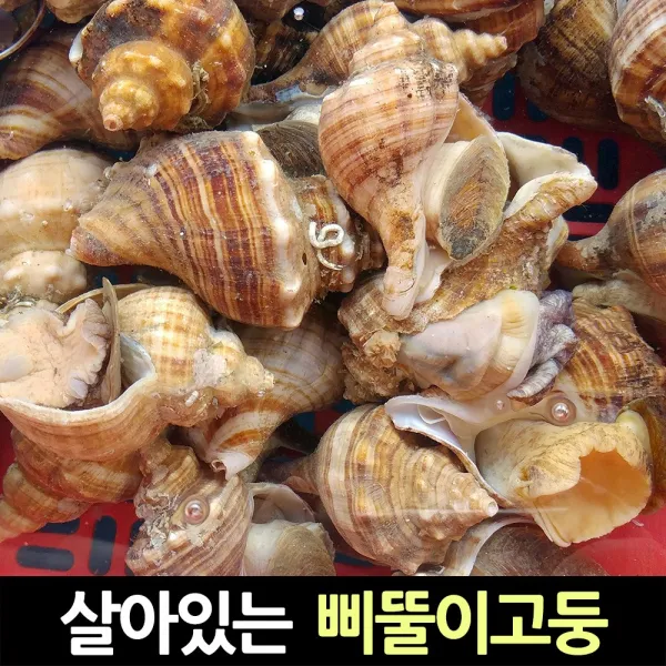 독도사랑 산지직송 국산 삐뚤이고둥 1kg 소라 파래고동, 1박스, 파래고동1kg