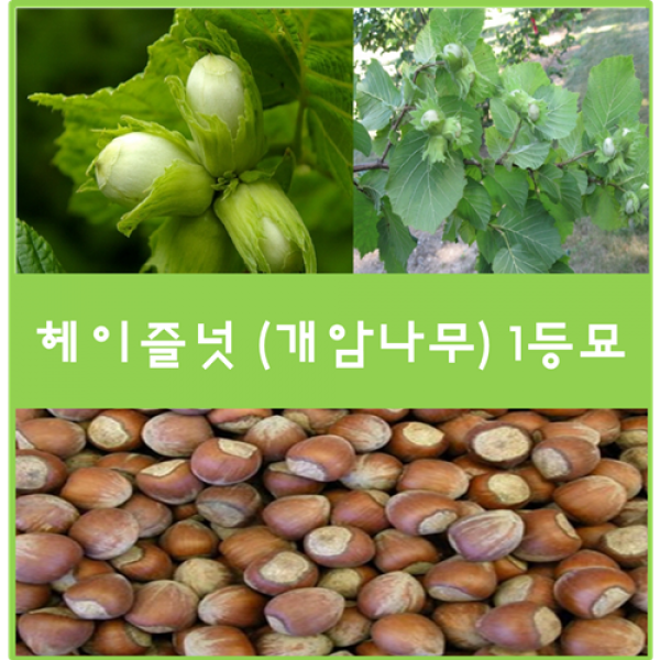헤이즐넛(개암나무) 1등묘