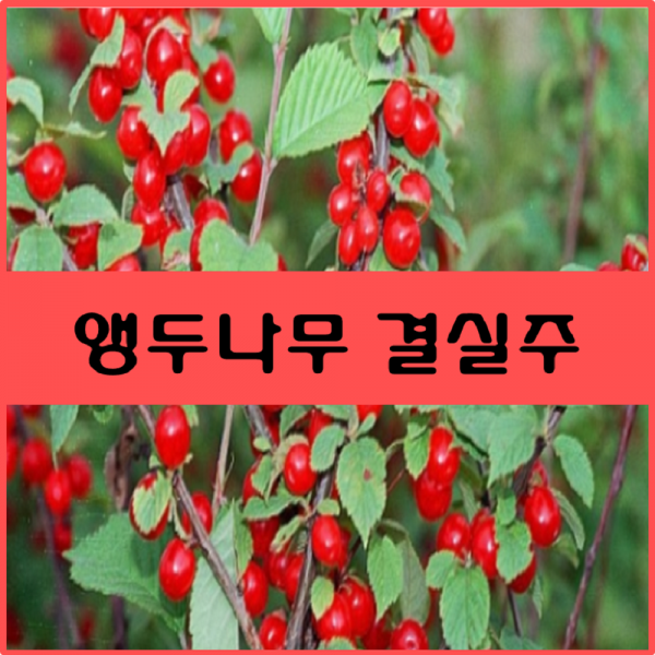 착한가격 나무생각 착한생각 앵두나무 결실주