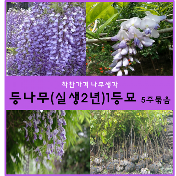 등나무 (실생2년)1등묘*5주묶음