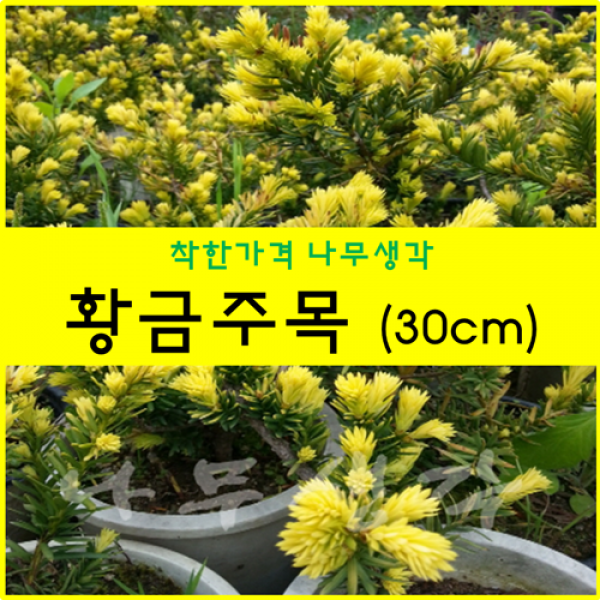 황금주목 30cm