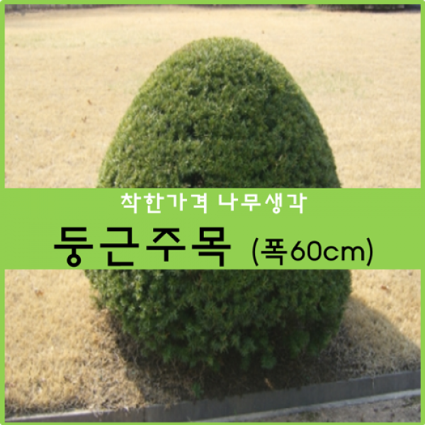 둥근주목 60cm