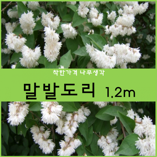 말발도리 1.2m