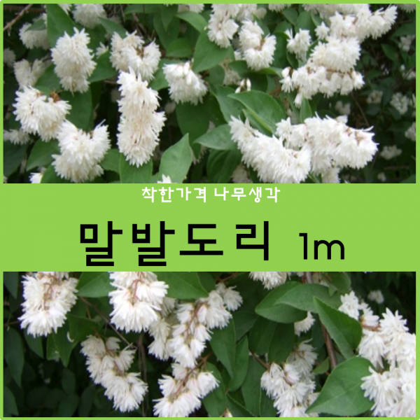 말발도리 1m
