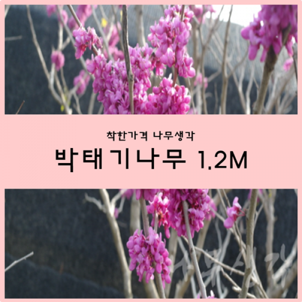 박태기 1.2m 1주