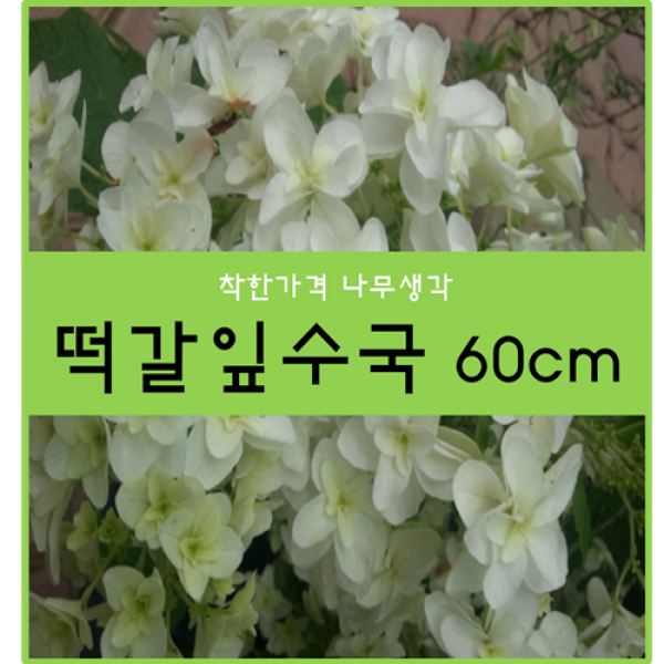 떡갈잎수국 60cm 1주