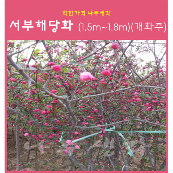 착한가격나무생각 서부해당화 (1.5m~1.8m)(개화주) 1주